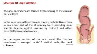 Structure Of Large Intestine
The anal sphincters are formed by thickening of the circular
muscle layer.
In the submucosal layer there is more lymphoid tissue than
in any other part of the alimentary tract, providing non-
specific defense against invasion by resident and other
potentially harmful microbes.
In the upper section of the anal canal the mucous
membrane is arranged in 6–10 vertical folds, the anal
columns.
 