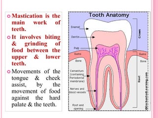  Mastication is the
main work of
teeth.
 It involves biting
& grinding of
food between the
upper & lower
teeth.
 Movements of the
tongue & cheek
assist, by the
movement of food
against the hard
palate & the teeth.
 