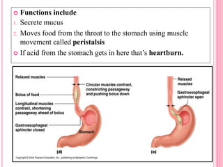  Functions include
1. Secrete mucus
2. Moves food from the throat to the stomach using muscle
movement called peristalsis
 If acid from the stomach gets in here that’s heartburn.
 