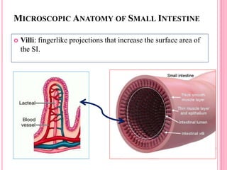 MICROSCOPIC ANATOMY OF SMALL INTESTINE
 Villi: fingerlike projections that increase the surface area of
the SI.
 