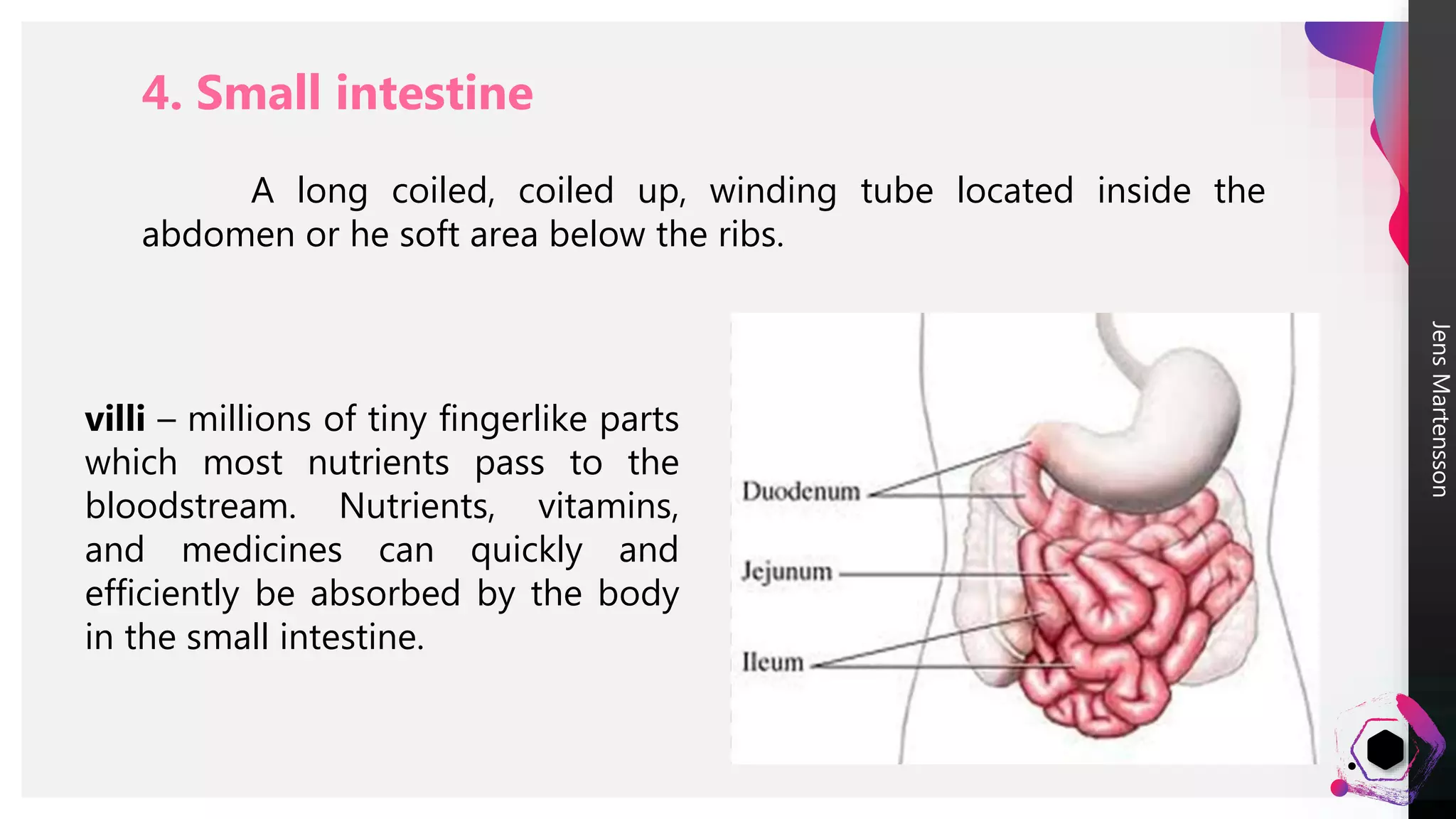 Digestive system | PPTX