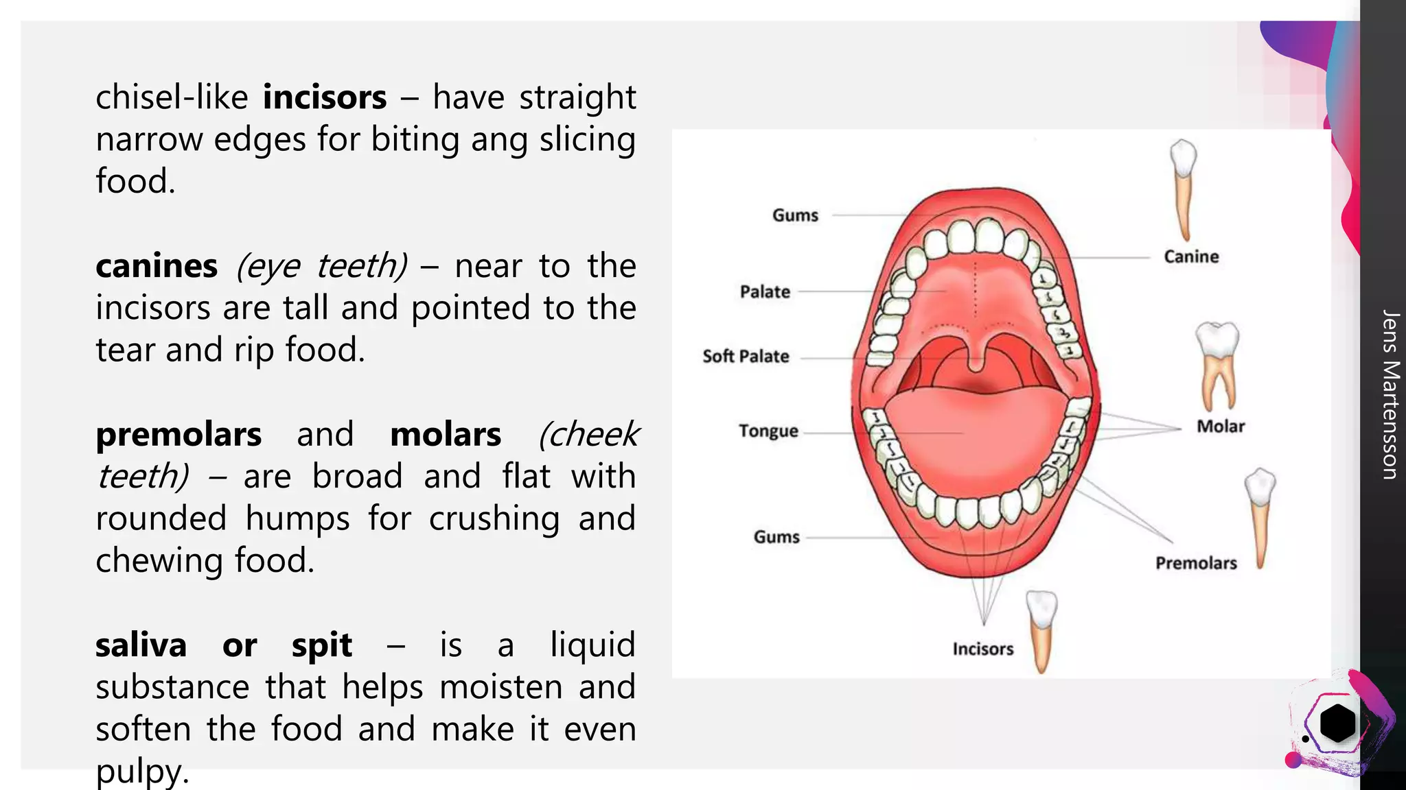 Digestive system | PPTX