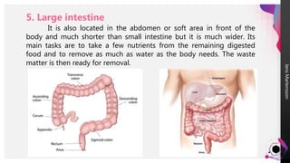 Jens
Martensson
5. Large intestine
It is also located in the abdomen or soft area in front of the
body and much shorter than small intestine but it is much wider. Its
main tasks are to take a few nutrients from the remaining digested
food and to remove as much as water as the body needs. The waste
matter is then ready for removal.
 