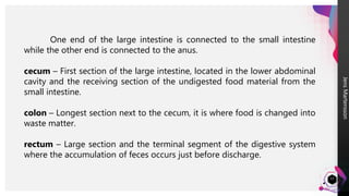 Jens
Martensson
13
One end of the large intestine is connected to the small intestine
while the other end is connected to the anus.
cecum – First section of the large intestine, located in the lower abdominal
cavity and the receiving section of the undigested food material from the
small intestine.
colon – Longest section next to the cecum, it is where food is changed into
waste matter.
rectum – Large section and the terminal segment of the digestive system
where the accumulation of feces occurs just before discharge.
 