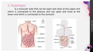 Jens
Martensson
2. Esophagus
Is a muscular tube that can be open and close at the upper end
which is connected to the pharynx and can open and close at the
lower end which is connected to the stomach.
 
