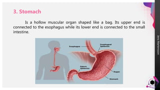 Jens
Martensson
3. Stomach
Is a hollow muscular organ shaped like a bag. Its upper end is
connected to the esophagus while its lower end is connected to the small
intestine.
 