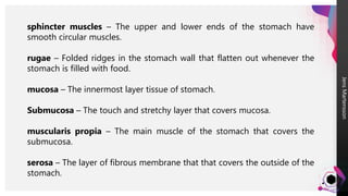 Jens
Martensson
sphincter muscles – The upper and lower ends of the stomach have
smooth circular muscles.
rugae – Folded ridges in the stomach wall that flatten out whenever the
stomach is filled with food.
mucosa – The innermost layer tissue of stomach.
Submucosa – The touch and stretchy layer that covers mucosa.
muscularis propia – The main muscle of the stomach that covers the
submucosa.
serosa – The layer of fibrous membrane that that covers the outside of the
stomach.
 