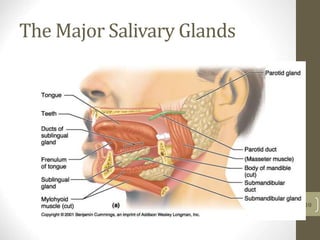 The Major Salivary Glands
10
 