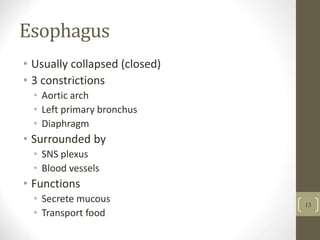 Esophagus
• Usually collapsed (closed)
• 3 constrictions
• Aortic arch
• Left primary bronchus
• Diaphragm
• Surrounded by
• SNS plexus
• Blood vessels
• Functions
• Secrete mucous
• Transport food
13
 