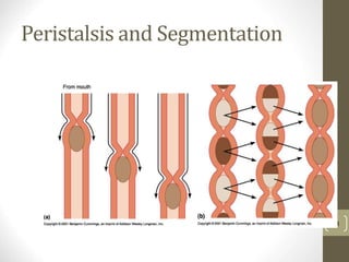 Peristalsis and Segmentation
14
 