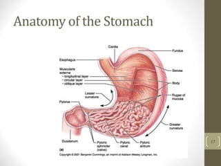 Anatomy of the Stomach
17
 