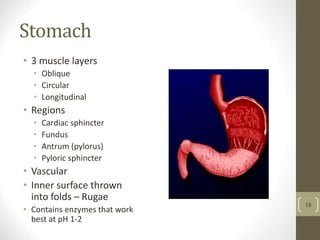 Stomach
• 3 muscle layers
• Oblique
• Circular
• Longitudinal
• Regions
• Cardiac sphincter
• Fundus
• Antrum (pylorus)
• Pyloric sphincter
• Vascular
• Inner surface thrown
into folds – Rugae
• Contains enzymes that work
best at pH 1-2
18
 