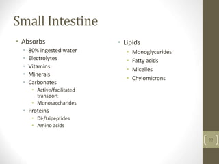 Small Intestine
• Absorbs
• 80% ingested water
• Electrolytes
• Vitamins
• Minerals
• Carbonates
• Active/facilitated
transport
• Monosaccharides
• Proteins
• Di-/tripeptides
• Amino acids
• Lipids
• Monoglycerides
• Fatty acids
• Micelles
• Chylomicrons
22
 