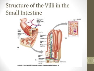 Structure of the Villi in the
Small Intestine
23
 