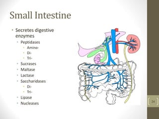 Small Intestine
• Secretes digestive
enzymes
• Peptidases
• Amino-
• Di-
• Tri-
• Sucrases
• Maltase
• Lactase
• Saccharidases
• Di-
• Tri-
• Lipase
• Nucleases 24
 