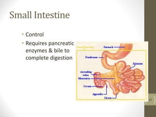 Small Intestine
• Control
• Requires pancreatic
enzymes & bile to
complete digestion
25
 