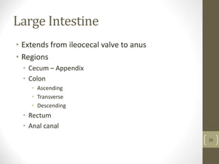 Large Intestine
• Extends from ileocecal valve to anus
• Regions
• Cecum – Appendix
• Colon
• Ascending
• Transverse
• Descending
• Rectum
• Anal canal
26
 