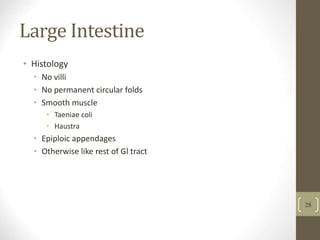 Large Intestine
• Histology
• No villi
• No permanent circular folds
• Smooth muscle
• Taeniae coli
• Haustra
• Epiploic appendages
• Otherwise like rest of Gl tract
28
 
