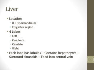 Liver
• Location
• R. Hypochondrium
• Epigastric region
• 4 Lobes
• Left
• Quadrate
• Caudate
• Right
• Each lobe has lobules – Contains hepatocytes –
Surround sinusoids – Feed into central vein
31
 