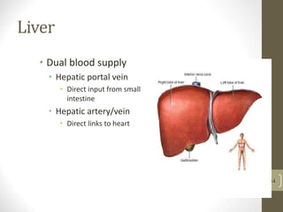 Liver
• Dual blood supply
• Hepatic portal vein
• Direct input from small
intestine
• Hepatic artery/vein
• Direct links to heart
34
 