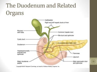 The Duodenum and Related
Organs
35
 