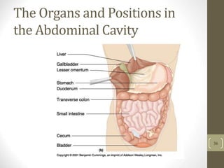 The Organs and Positions in
the Abdominal Cavity
36
 