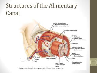 Structures of the Alimentary
Canal
37
 