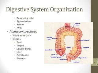 Digestive System Organization
• Descending colon
• Sigmoid colon
• Rectum
• Anus
• Accessory structures
• Not in tube path
• Organs
• Teeth
• Tongue
• Salivary glands
• Liver
• Gall bladder
• Pancreas
6
 