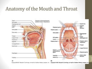 Anatomy of the Mouth and Throat
7
 