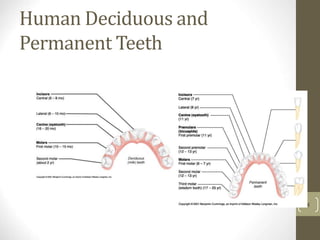 Human Deciduous and
Permanent Teeth
8
 