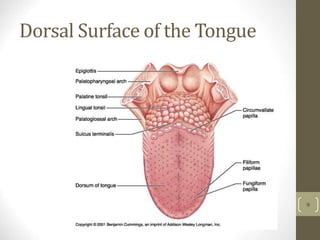 Dorsal Surface of the Tongue
9
 