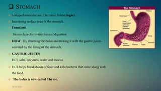 Digestive system | PPTX