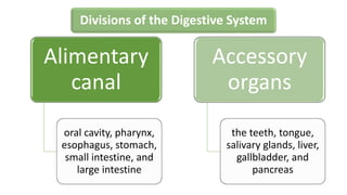 Divisions of the Digestive System
Alimentary
canal
oral cavity, pharynx,
esophagus, stomach,
small intestine, and
large intestine
Accessory
organs
the teeth, tongue,
salivary glands, liver,
gallbladder, and
pancreas
 