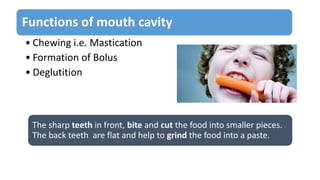 Functions of mouth cavity
• Chewing i.e. Mastication
• Formation of Bolus
• Deglutition
The sharp teeth in front, bite and cut the food into smaller pieces.
The back teeth are flat and help to grind the food into a paste.
 