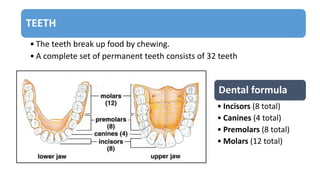 TEETH
• The teeth break up food by chewing.
• A complete set of permanent teeth consists of 32 teeth
Dental formula
• Incisors (8 total)
• Canines (4 total)
• Premolars (8 total)
• Molars (12 total)
 