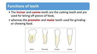 Functions of teeth
• The incisor and canine teeth are the cutting teeth and are
used for biting off pieces of food,
• whereas the premolar and molar teeth used for grinding
or chewing food.
 
