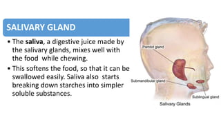 SALIVARY GLAND
• The saliva, a digestive juice made by
the salivary glands, mixes well with
the food while chewing.
• This softens the food, so that it can be
swallowed easily. Saliva also starts
breaking down starches into simpler
soluble substances.
 
