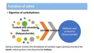 Function of saliva
• Digestion of carbohydrates
Cooked and uncooked
Starch
(Polysaccharide)
Maltose and
α-Dextrin
(Disaccharide)
SALIVARY AMYLASE
Salivary amylase initiates the breakdown of complex sugars (polysaccharides) like
starch, reducing them into disaccharide maltose.
 
