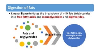 Digestion of fats
• Lingual lipase initiates the breakdown of milk fats (triglycerides)
into free fatty acids and monoglycerides and diglycerides.
Fats and
Triglycerides
free fatty acids,
monoglycerides,
diglycerides
Lingual lipase
 