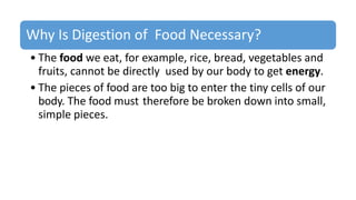 Why Is Digestion of Food Necessary?
• The food we eat, for example, rice, bread, vegetables and
fruits, cannot be directly used by our body to get energy.
• The pieces of food are too big to enter the tiny cells of our
body. The food must therefore be broken down into small,
simple pieces.
 