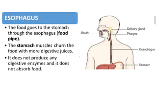 ESOPHAGUS
• The food goes to the stomach
through the esophagus (food
pipe).
• The stomach muscles churn the
food with more digestive juices.
• It does not produce any
digestive enzymes and it does
not absorb food.
 