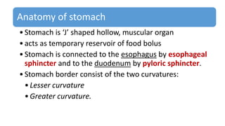 Anatomy of stomach
•Stomach is ‘J’ shaped hollow, muscular organ
•acts as temporary reservoir of food bolus
•Stomach is connected to the esophagus by esophageal
sphincter and to the duodenum by pyloric sphincter.
•Stomach border consist of the two curvatures:
•Lesser curvature
•Greater curvature.
 