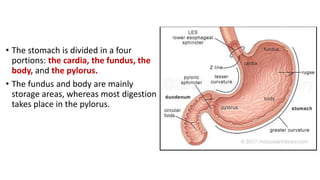 • The stomach is divided in a four
portions: the cardia, the fundus, the
body, and the pylorus.
• The fundus and body are mainly
storage areas, whereas most digestion
takes place in the pylorus.
 
