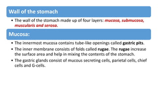 Wall of the stomach
• The wall of the stomach made up of four layers: mucosa, submucosa,
muscularis and serosa.
Mucosa:
• The innermost mucosa contains tube-like openings called gastric pits.
• The inner membrane consists of folds called rugae. The rugae increase
the surface area and help in mixing the contents of the stomach.
• The gastric glands consist of mucous secreting cells, parietal cells, chief
cells and G-cells.
 