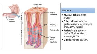 Mucosa
• Mucous cells secrete
mucus;
• Chief cells secrete the
gastric enzyme pepsinogen
and gastric lipase;
• Parietal cells secrete
hydrochloric acid and
intrinsic factor;
• G-cells secrete gastrin.
 