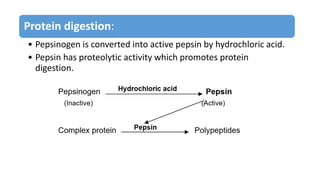 Protein digestion:
• Pepsinogen is converted into active pepsin by hydrochloric acid.
• Pepsin has proteolytic activity which promotes protein
digestion.
 