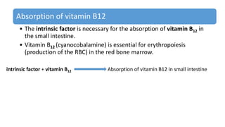 Absorption of vitamin B12
• The intrinsic factor is necessary for the absorption of vitamin B12 in
the small intestine.
• Vitamin B12 (cyanocobalamine) is essential for erythropoiesis
(production of the RBC) in the red bone marrow.
intrinsic factor + vitamin B12 Absorption of vitamin B12 in small intestine
 