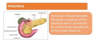 PANCREAS
Pancreas is found beneath
the great curvature of the
stomach and is connected
by a duct to the duodenum
of the small intestine.
 