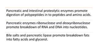 Pancreatic and intestinal proteolytic enzymes promote
digestion of polypeptides in to peptides and amino acids.
Pancreatic enzymes ribonuclease and deoxyribonuclease
promote breakdown of RNA and DNA into nucleotides.
Bile salts and pancreatic lipase promote breakdown fats
into fatty acids and glycerol.
 