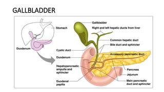 GALLBLADDER
 